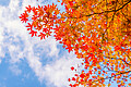 Foto von Baum mit bunt gefärbten Blättern